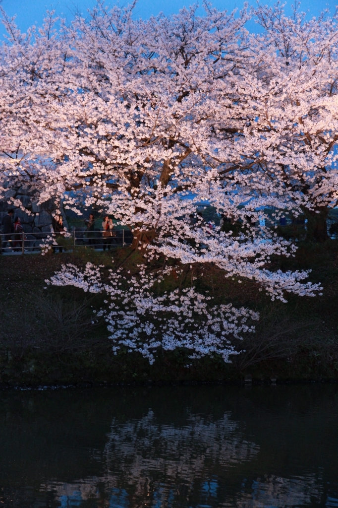 お濠の桜
