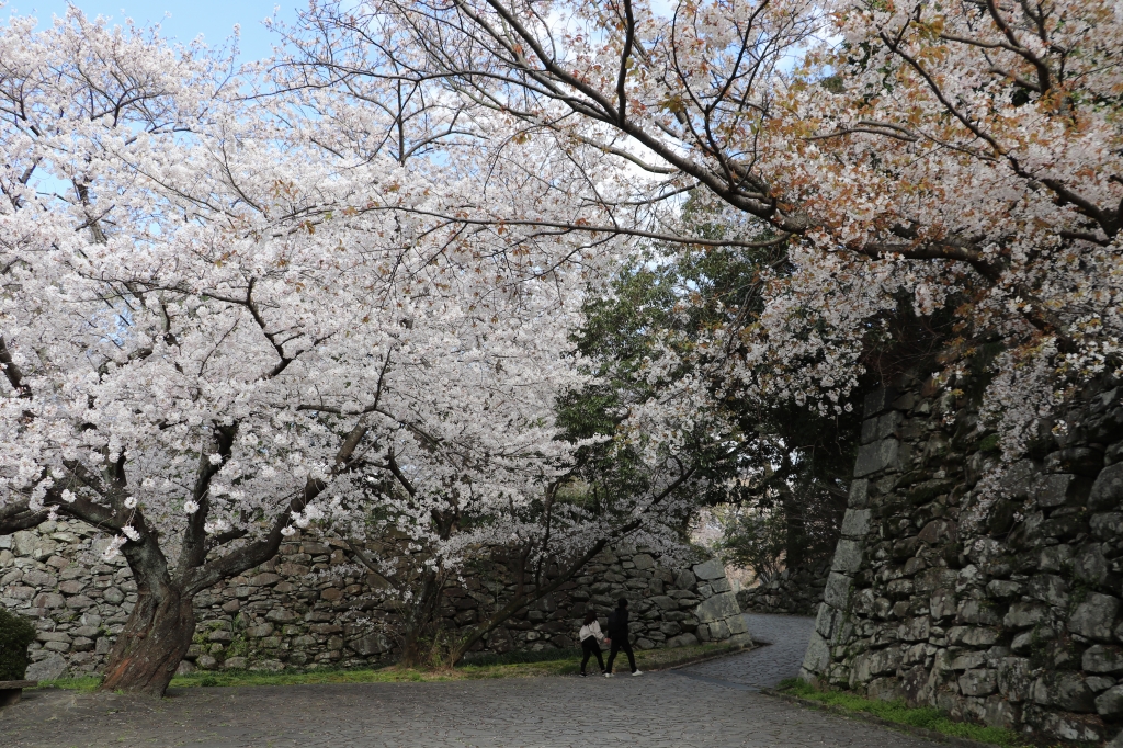 ソメイヨシノと山桜の饗宴